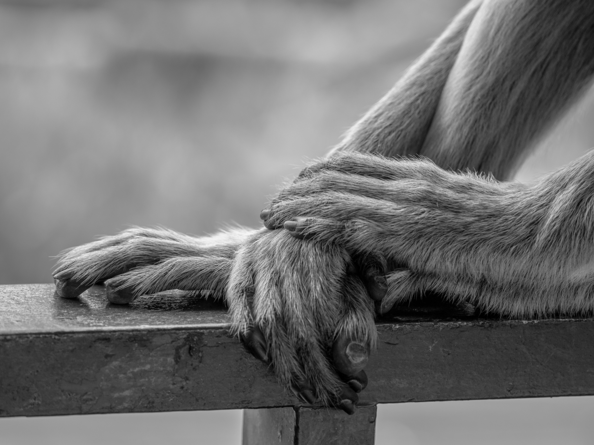 Proboscis Monkey hands